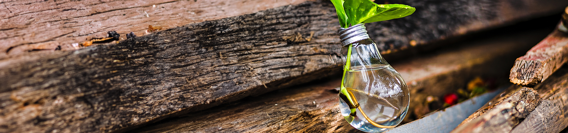 A lightbulb being used as a plant pot.